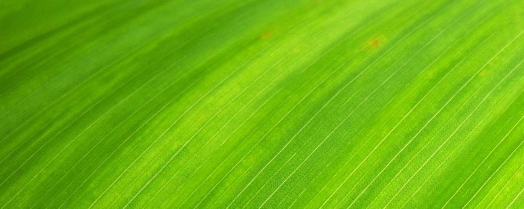 Green leaf 176722 960 720