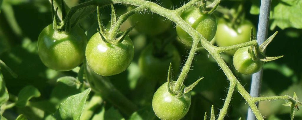 Green tomatoes 1486965 1920