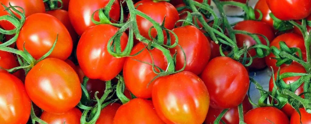 Tomatoes 1388560 1920