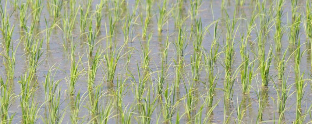 Yamadas rice fields 1180316 1920