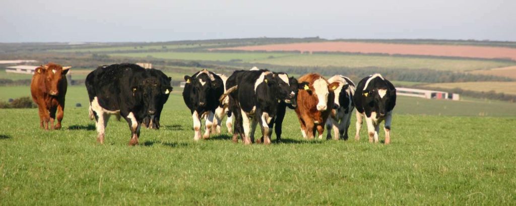 Cow 1469678 1920