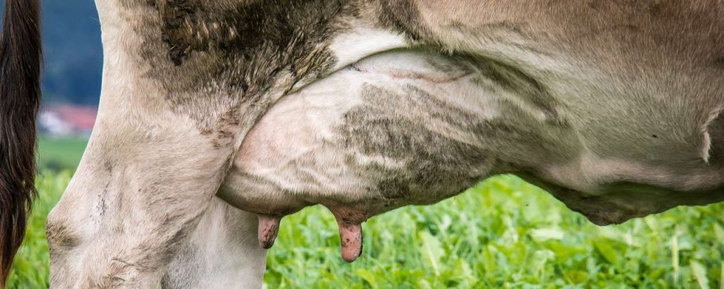 Cow 953774 1920