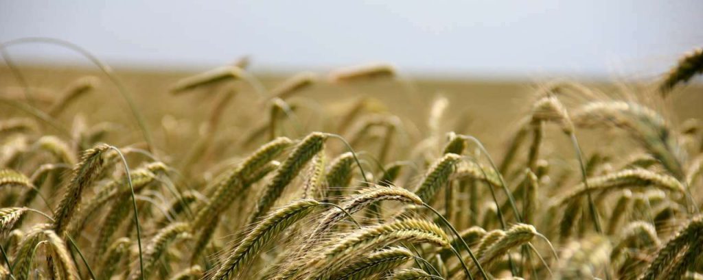 Field 196173 1920