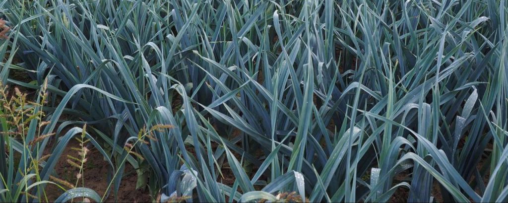 Leek field 694206 1920
