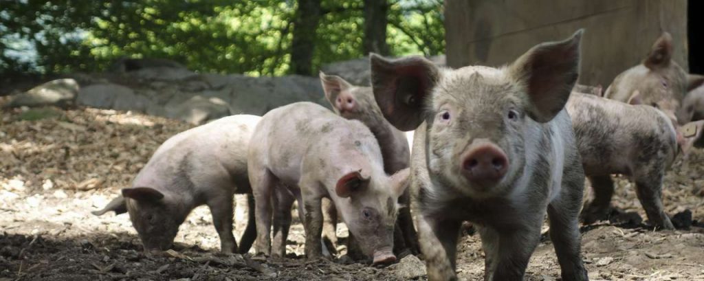 Pig 1559017 1920