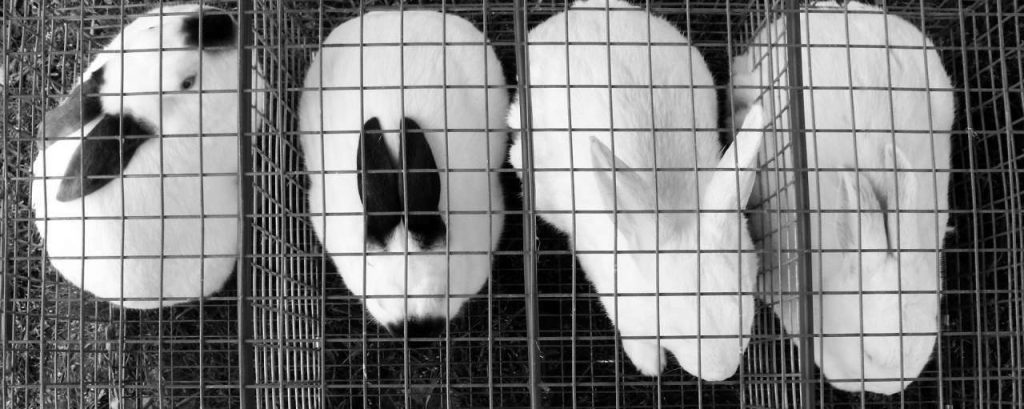 Rabbits 255689 1920