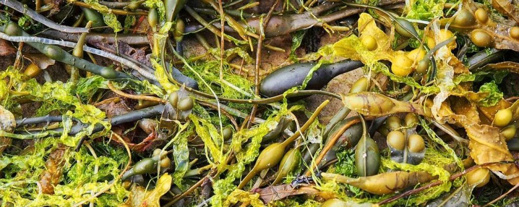 Seaweed 1498957 960 720