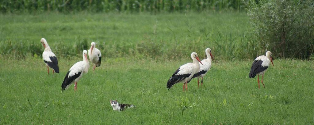 Storks 1056298 1920