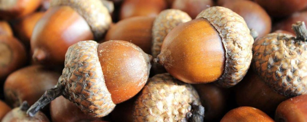 Acorns 1013486 1920