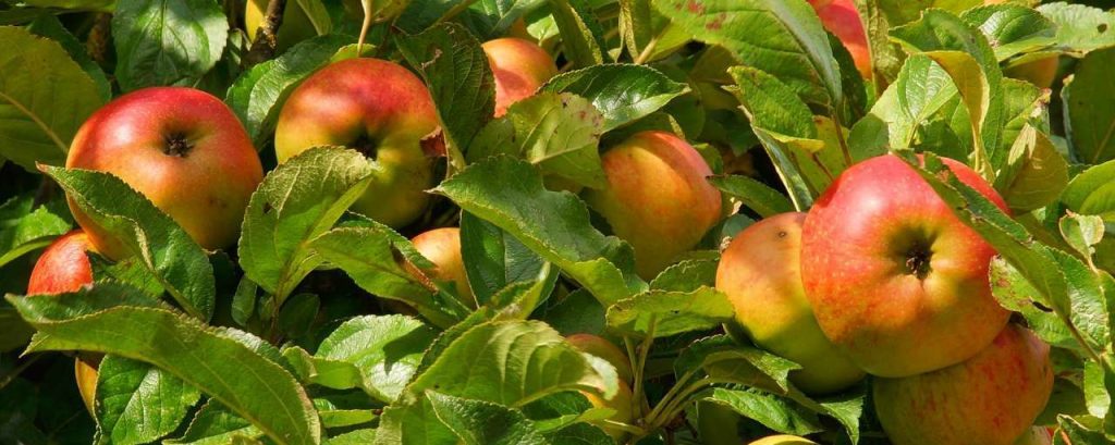 Apple tree 1610345 1920