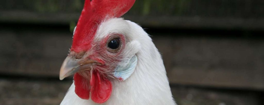 Chicken 1123312 1920