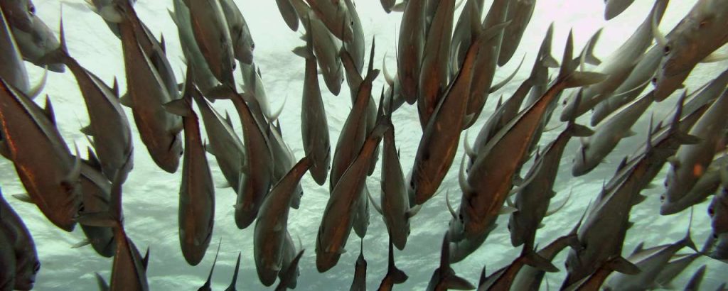 Fish shoal 1190394 1920