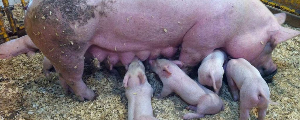 Pigs 553882 1920