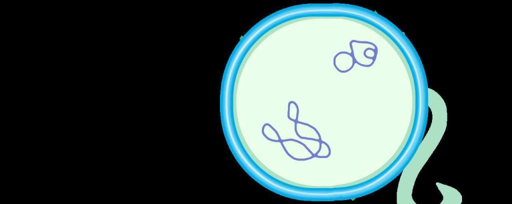 Bio lens