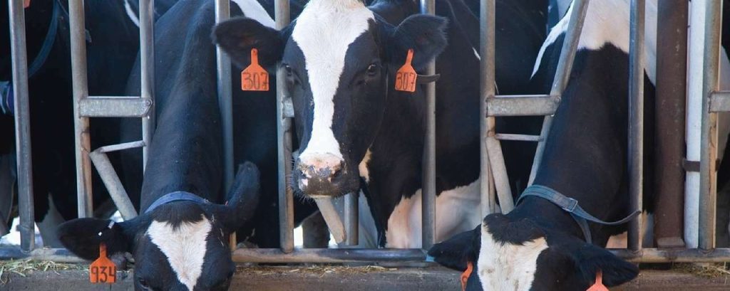 Cows 1086049 1280