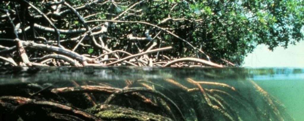 Duurzame zeewering