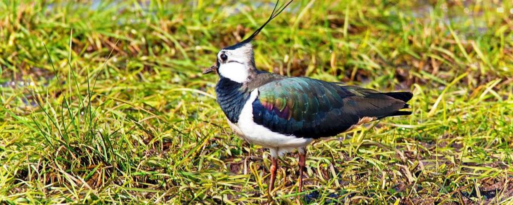 Lapwing 1668958 1920