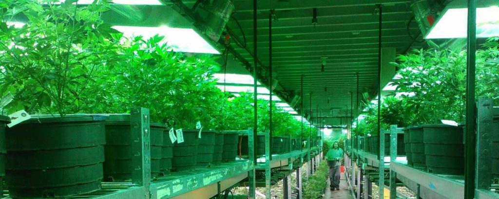 Marijuana 269851 1920