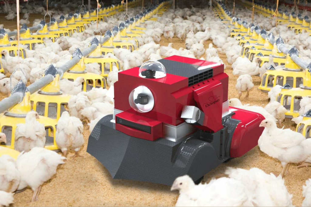Octopus poultry safe 1