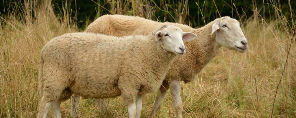 Sheep 1608032 1920
