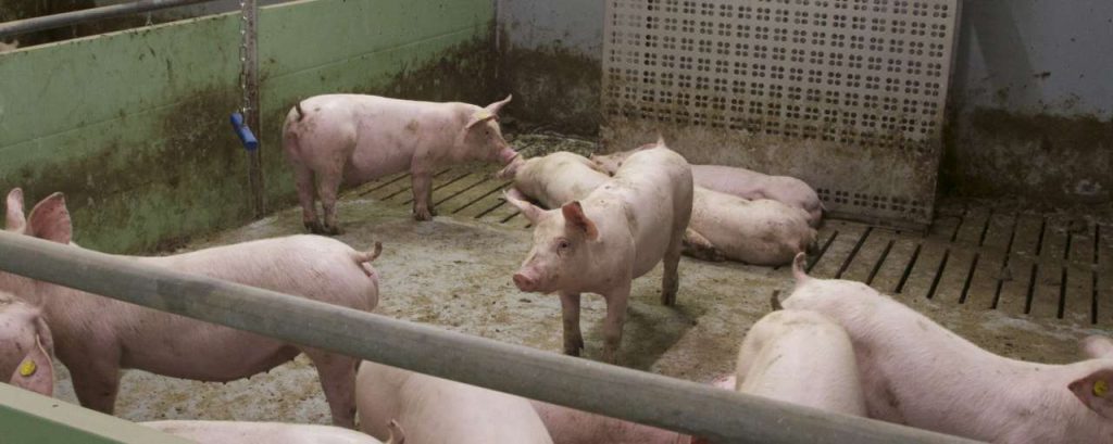 6 varkens