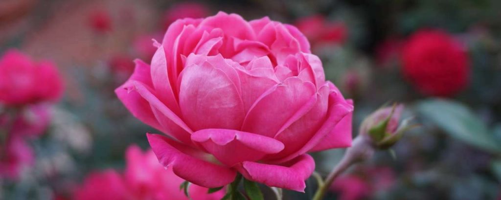 A rose 1039817 1920