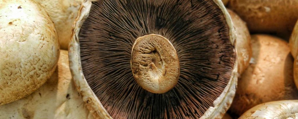 Duurzame paddenstoelen