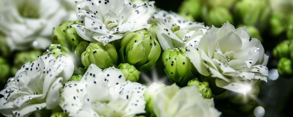 Kalanchoe 1051772 1920