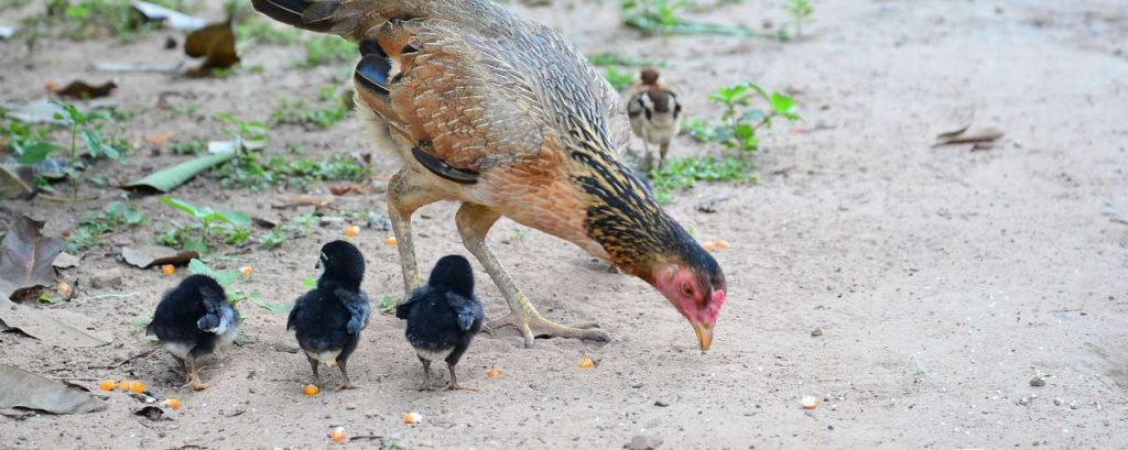 Chicken 1378653 1920