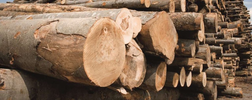 Der natuerliche rohstoff holz