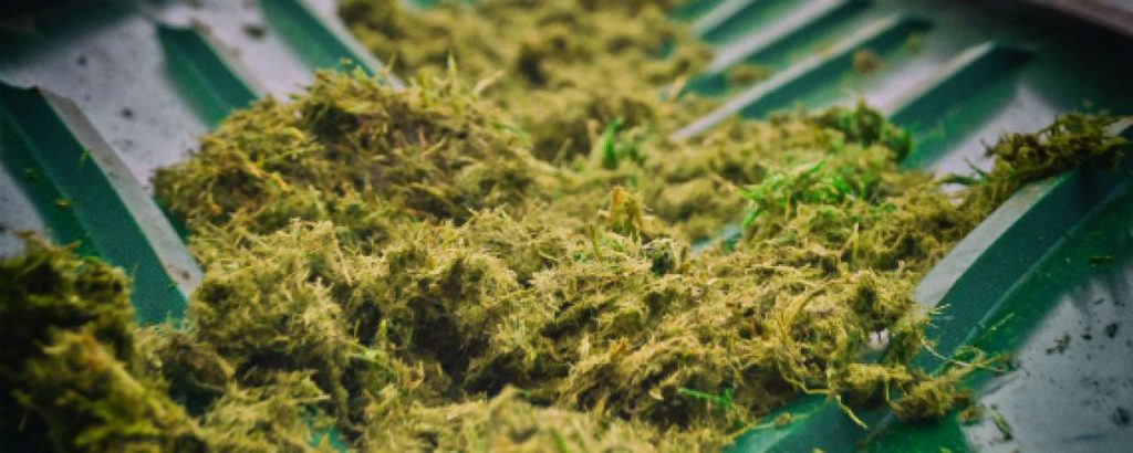 Groen strooizout noord holland