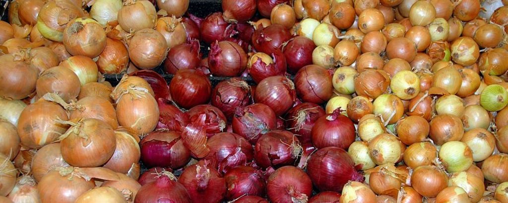 Onions 1592879 1920