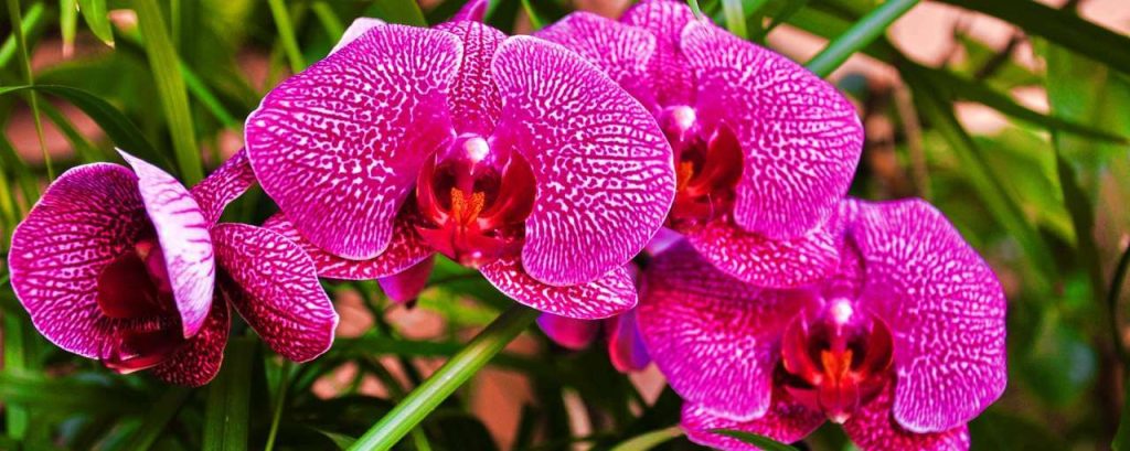 Orchid 608172 1920