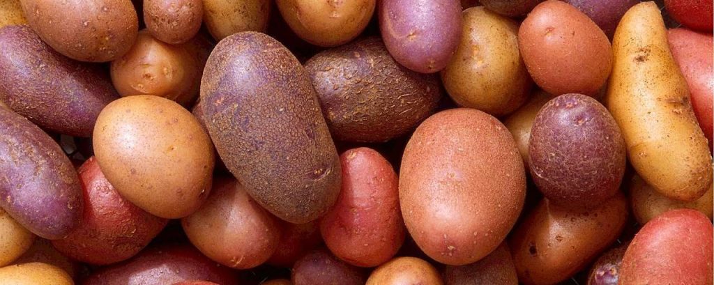 Potatoes 522486 1280