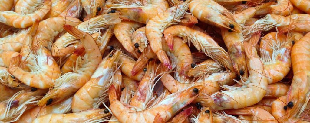 Shrimp 727214 1920