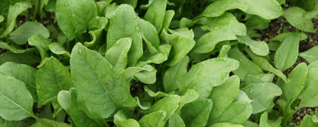 Spinach 506616 1920