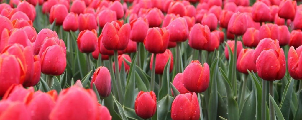 Tulip 975975 1920