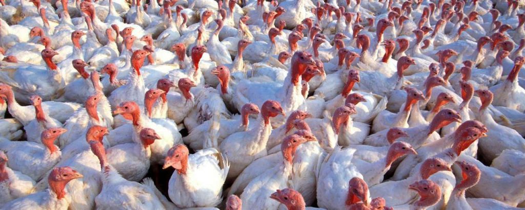 Turkeys 139713 1920