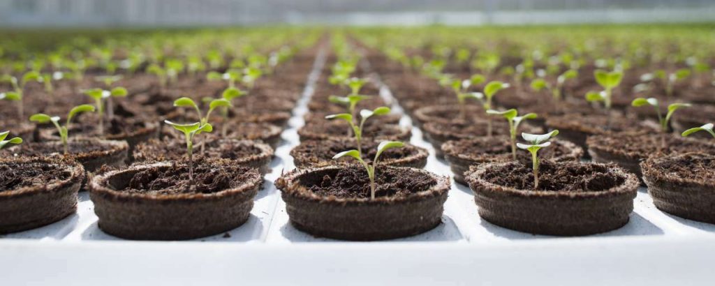 Willemsen siberia cf036383