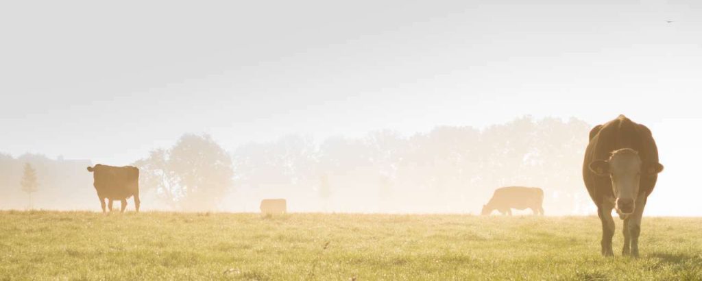 Landscape fog meadow mist