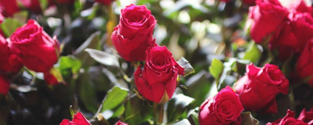 Red love romantic flowers
