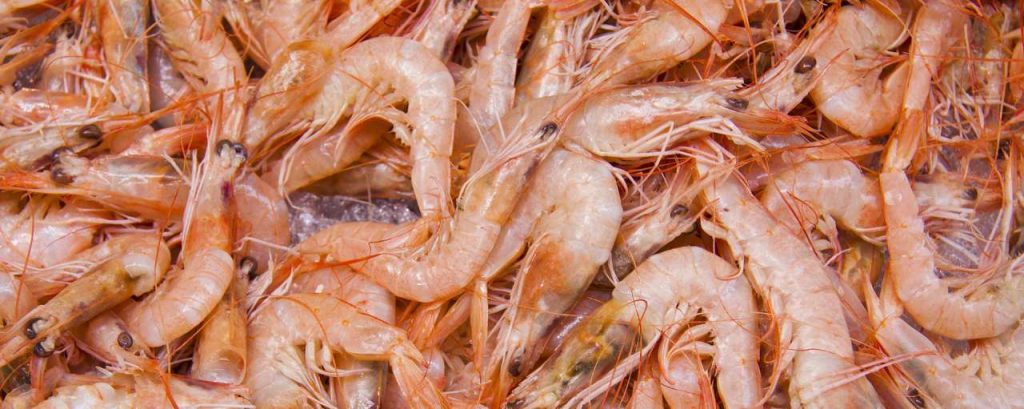 Shrimp 83295 1920