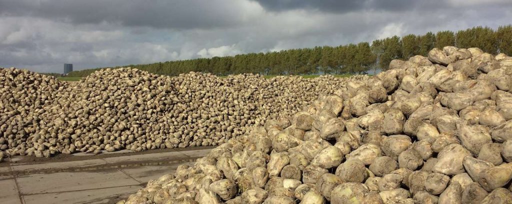 Sugar beet 562317 1920