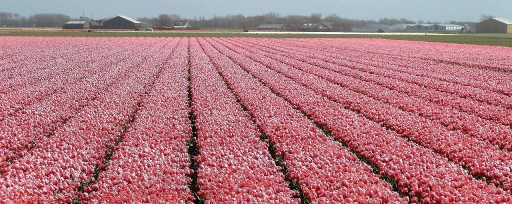 Tulip 1677569 1920