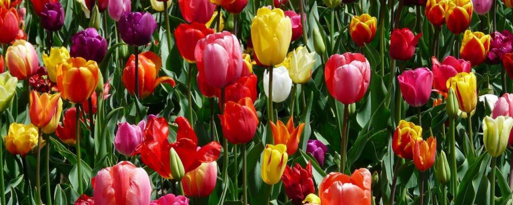 Tulips 47399 1920