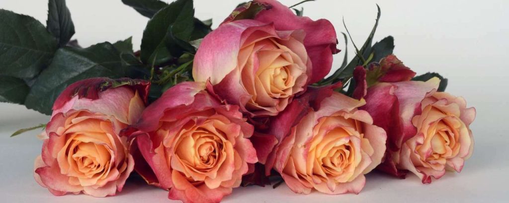 Roses 1706442 1920