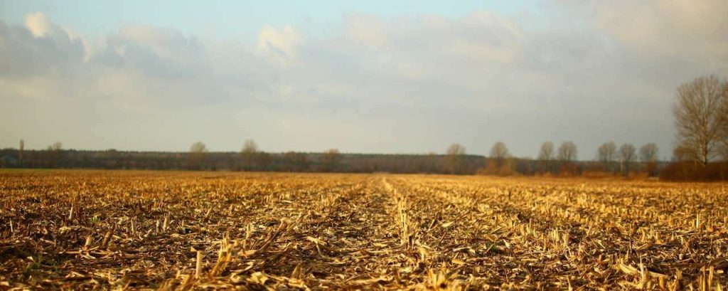 Field 1085048 1920
