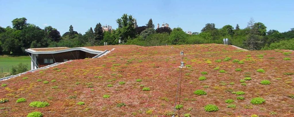 Groene daken duurzaam biodiversiteit