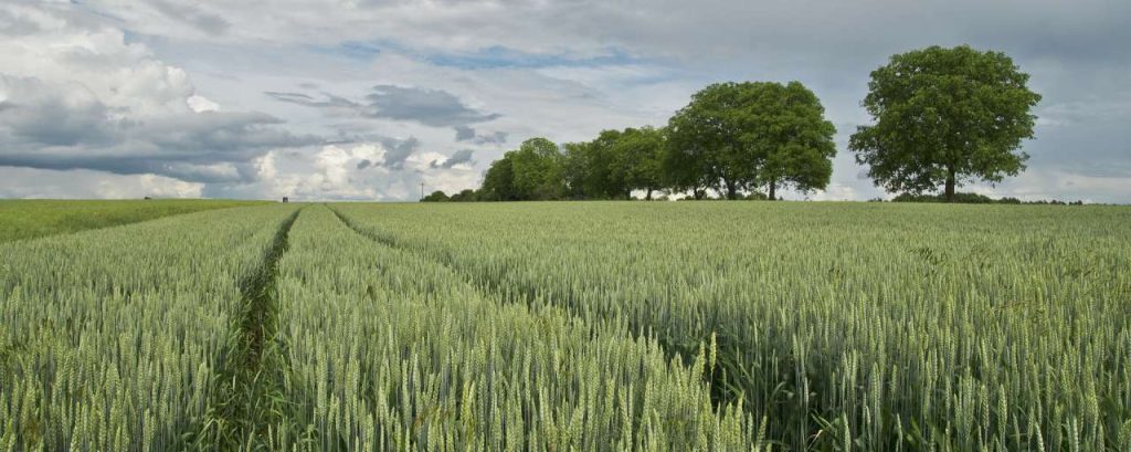 Wheat 175960 1920