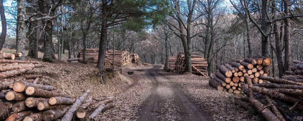 Wood 1921822 1920